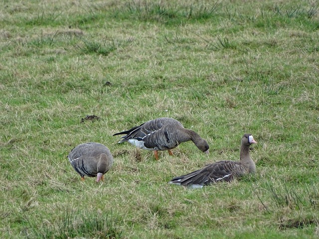 不仅仅依赖 不仅仅依赖